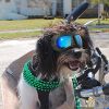 Dog Glasses for Small Breed Dog Goggles Dog UV Sunglasses Windproof Snowproof for Long Snout Dogs Mask with Soft Frame Adjustable Straps Black for Sma